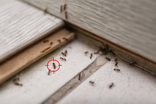 Flea Control Services in Glenvar Heights, FL